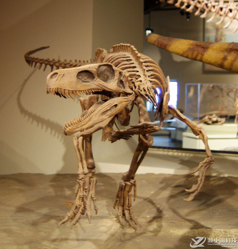 模型恐龙化石定制