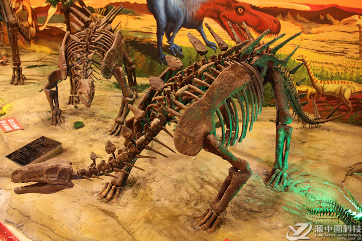 剑龙化石 沱江龙化石 恐龙化石  仿真恐龙化石 