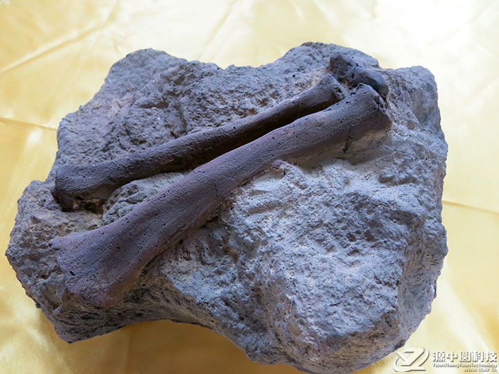 恐龙化石标本 恐龙标本 恐龙化石模型