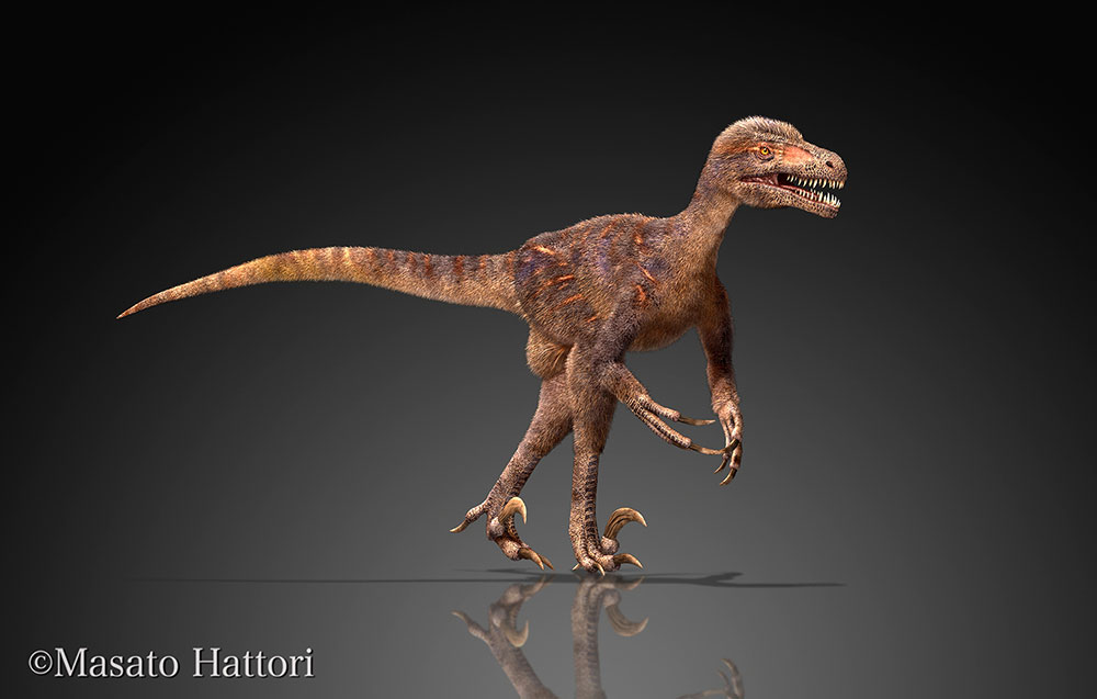 Nipponoolithus，恐龙图库，恐龙图片