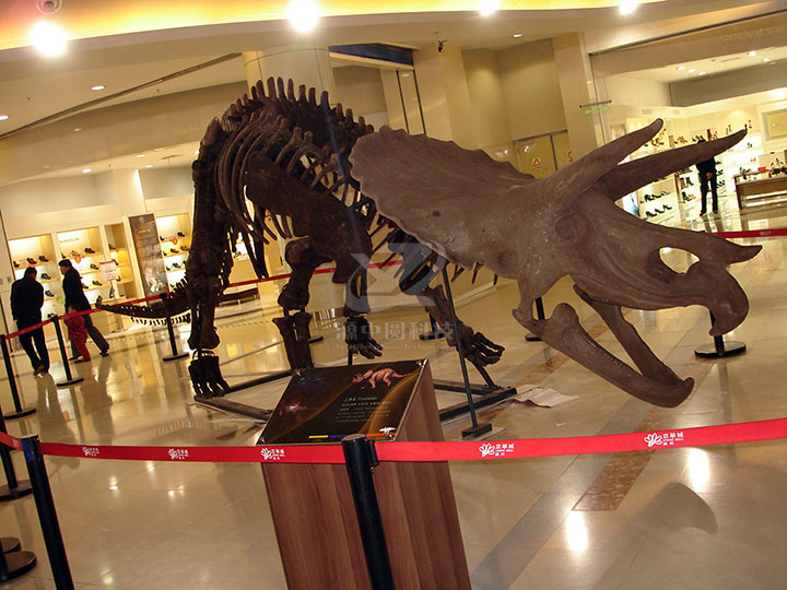 商场恐龙化石安装