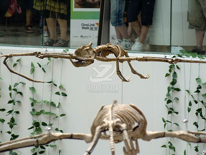 恐龙骨骼雕塑，恐龙化石展