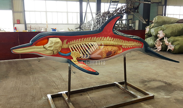 海豚解剖教学模型